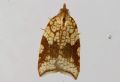 Acleris rhombana